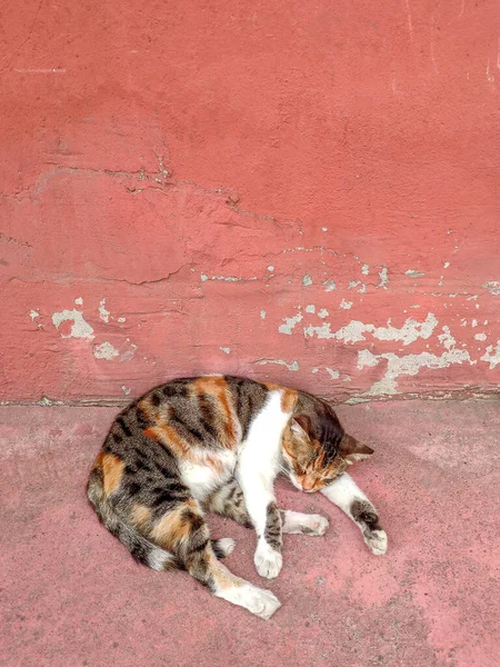 睡眠猫茶色の白 桃の背景に 柔らかくコーティングされたキティ 日中はペット休憩 — ストック写真