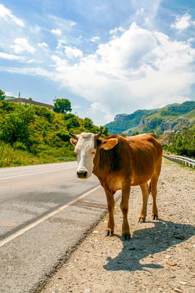 Ślepa czerwonowłosa krowa z białą głową na drodze w górach latem. — Zdjęcie stockowe