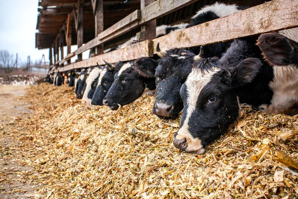 Farma mleczna z krowami żuje trociny. Bydło. — Zdjęcie stockowe