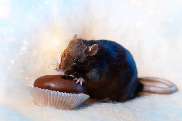 Ένας αρουραίος γιορτάζει τα γενέθλιά του και τρώει ένα κέικ με ένα κερί στο φως φόντο — Φωτογραφία Αρχείου