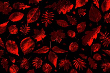 Siyah zemin üzerinde neon ışığı altında farklı sonbahar yapraklarının kompozisyonu