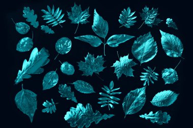 composition of different mint autumn leaves in neon light on a black background