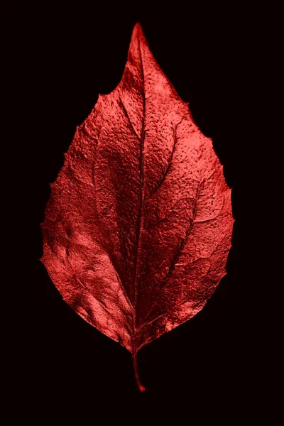 Efterårssammensætning af forskellige røde blade og bogstaver på sort baggrund - Stock-foto
