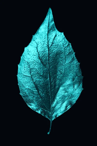 Eri mintunlehtien ja kirjainten syksyn koostumus mustalla pohjalla — kuvapankkivalokuva