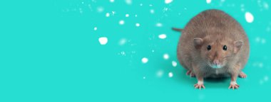 Nane arkaplanda bir evcil farenin portresi