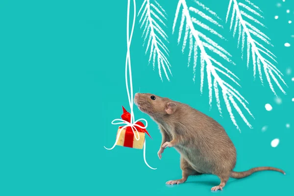 Cute decorative rat with cheese gift and red bow on a mint background — Stock Photo, Image