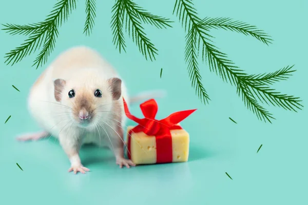 Cute decorative rat with cheese gift and red bow on a blue background — Stock Photo, Image
