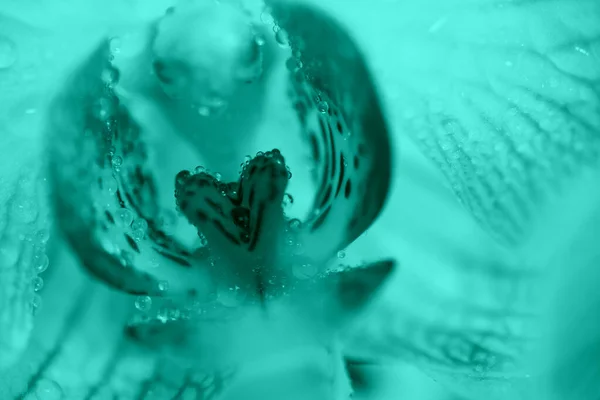 Delicada orquídea rosa con gotas de rocío de cerca sobre fondo azul claro — Foto de Stock