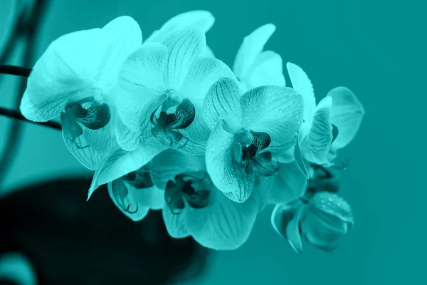 Delicate roze orchidee met dauw druppels close-up op licht blauwe achtergrond — Stockfoto