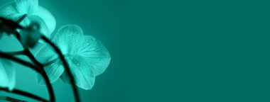 Açık mavi arka planda çiy damla yakın çekim ile narin pembe orkide