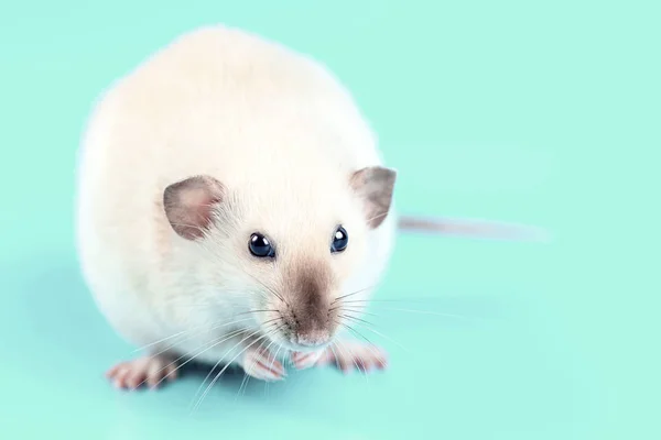 Retrato de um rato doméstico sobre fundo de hortelã — Fotografia de Stock