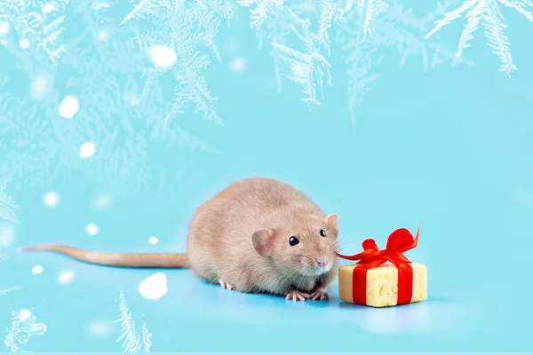 Cute decorative rat with cheese gift and red bow on a blue background — Stock Photo, Image