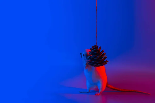 Декоративний символ року і конус ялинки в блакитному неоновому світлі — стокове фото