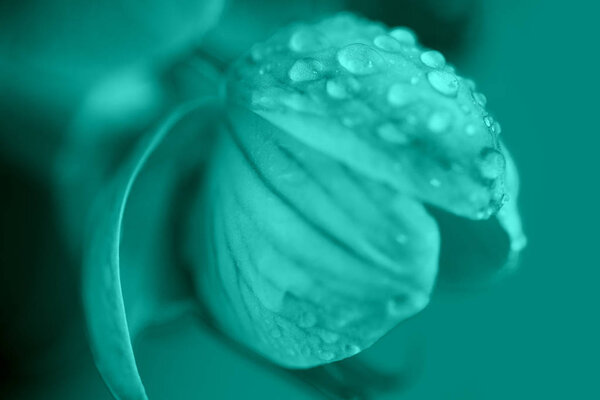 delicate pink Orchid with dew drops close-up on light blue background