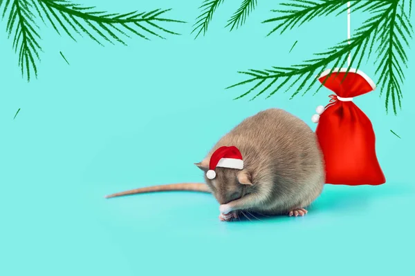 Rat - symbol of 2020 in a Santa Claus hat and with a bag of gifts on mint background — Stock Photo, Image