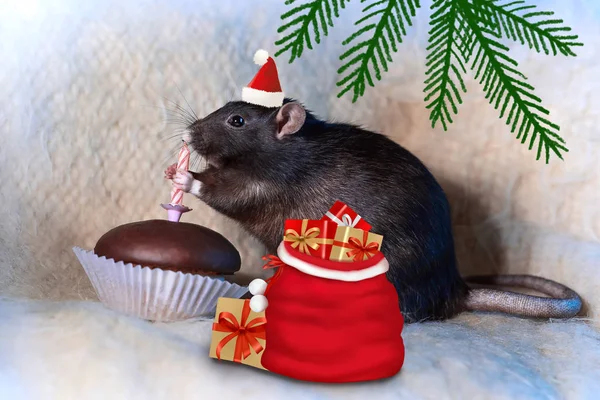 Rata negro en un sombrero de Santa y una bolsa de regalos se come un pastel con una vela que celebra el año nuevo —  Fotos de Stock