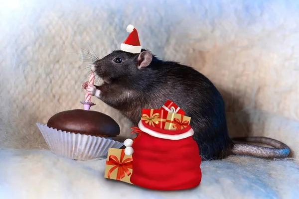 Rata negro en un sombrero de Santa y una bolsa de regalos se come un pastel con una vela que celebra el año nuevo —  Fotos de Stock