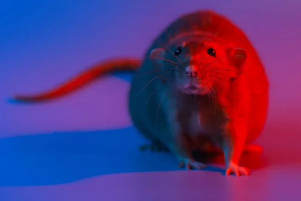 Ratto decorativo simbolo dell'anno e il cono dell'albero di Natale in luce blu al neon — Foto Stock