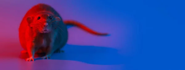 Symbolem roku jest szczur oświetlony neonowymi kolorami niebieski i czerwony — Zdjęcie stockowe