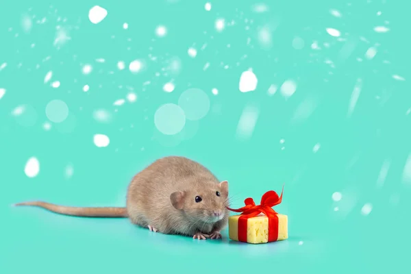 Cute decorative rat with cheese gift and red bow on a mint background — Stock Photo, Image