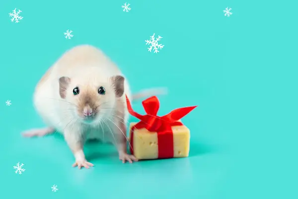 Cute decorative rat with cheese gift and red bow on a mint background — Stock Photo, Image