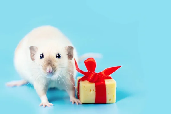 Cute decorative rat with cheese gift and red bow on a blue backg — Stock Photo, Image