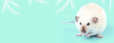 mavi arka plan üzerinde yerli bir sıçan portresi