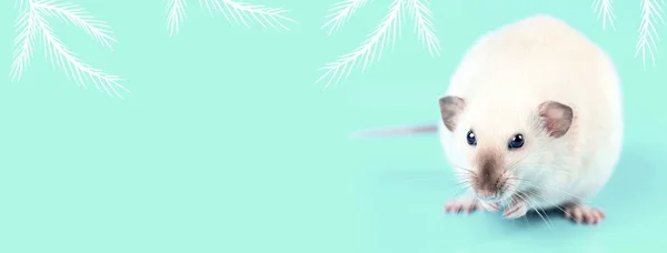 Ritratto di un ratto domestico su sfondo blu — Foto Stock