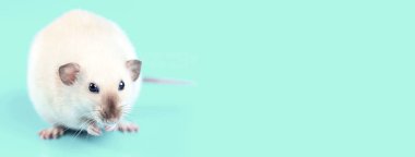 mavi arka plan üzerinde yerli bir sıçan portresi