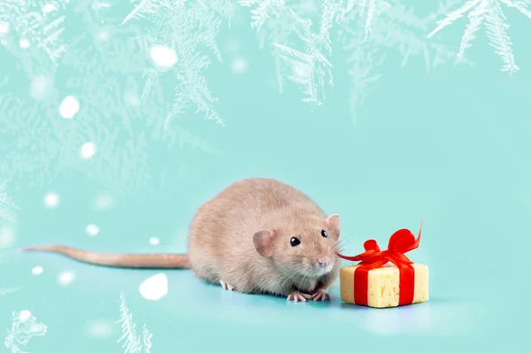 Cute decorative rat with cheese gift and red bow on a blue background — Stock Photo, Image