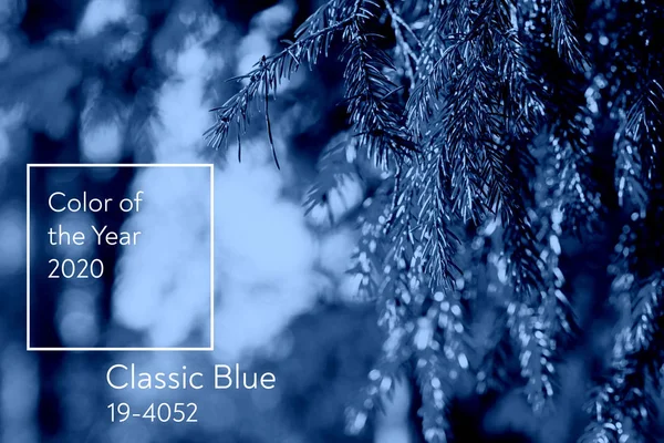 Klassisk blå. Årets farve 2020. grangrene hængende på sløret baggrund - Stock-foto
