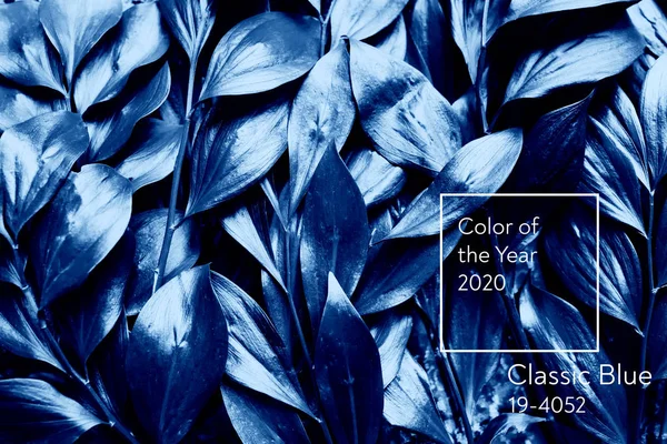Klassisk blå. Farve på året 2020. blade lagt ud overfladen af tabellen - Stock-foto