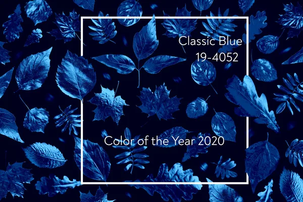 Klassisk blå. Årets farve 2020. åben sammensætning af forskellige gyldne efterårsblade i neonlys på sort baggrund - Stock-foto