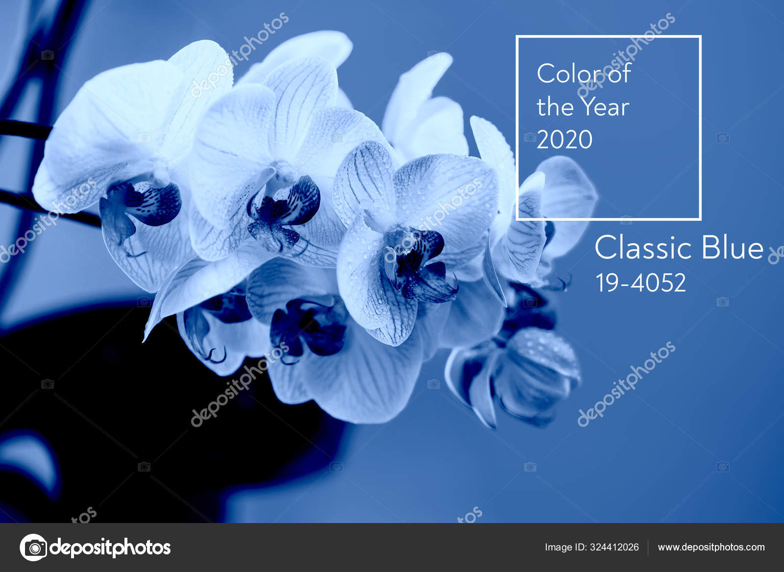 Klassisch Blau Farbe Des Jahres 2020 Zarte Rosa Orchidee Mit Tautropfen Nahaufnahme Auf Hellblauem Hintergrund Stockfotografie Lizenzfreie Fotos C Ahooly 324412026 Depositphotos