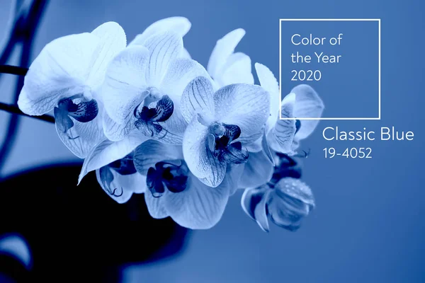 Klassisk blå. Årets farve 2020. delikat lyserød Orchid med dug dråber close-up på lyseblå baggrund - Stock-foto
