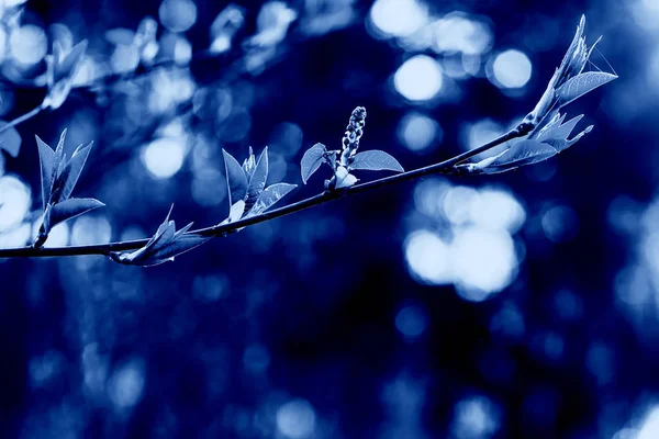 Klassisch blau. Farbe des Jahres 2020. trockener Zweig der Pflanze auf verschwommenem Hintergrund — Stockfoto