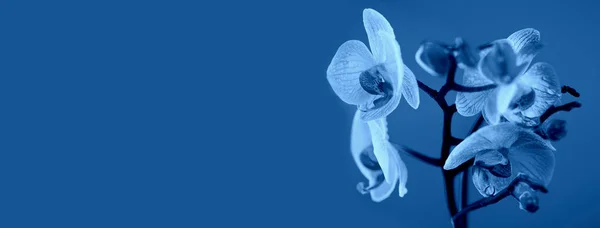 Klasická modrá. Barva roku 2020. jemná růžová orchidej s kapkami rosy zblízka na světle modrém pozadí — Stock fotografie