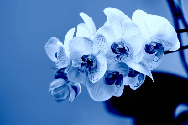 Klassiek blauw. Kleur van het jaar 2020. delicate roze orchidee met dauw druppels close-up op lichtblauwe achtergrond — Stockfoto