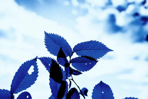 Klassisk blå. Årets farve 2020. en grøn udskårne træblade på baggrund af en smuk himmel med skyer - Stock-foto