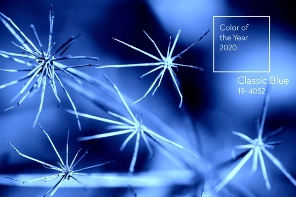 Klassisch blau. Farbe des Jahres 2020. medizinische Regenschirmpflanze. — Stockfoto