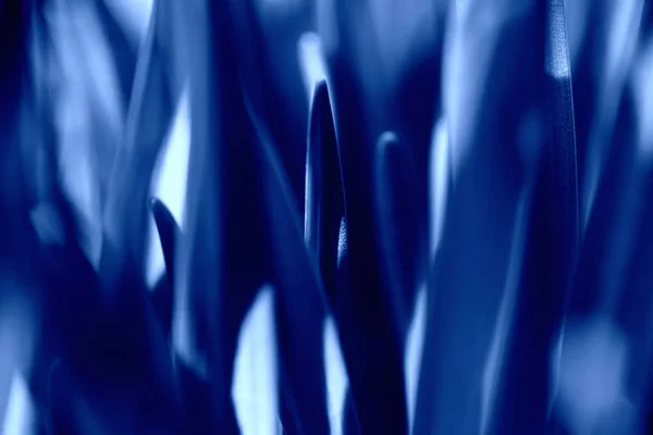 Klassiek blauw. Kleur van het jaar 2020. Gras in dauwdruppels — Stockfoto