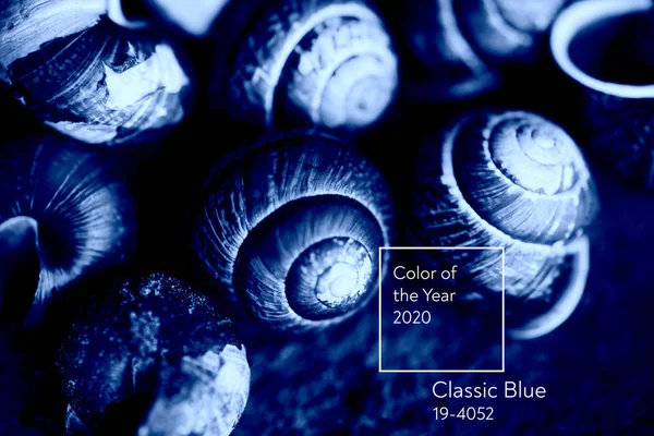 Klassisk blå. Årets farve 2020. Et par snegle ligger på jorden - Stock-foto