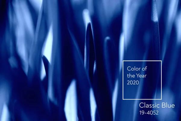 Klassisk blå. Årets farve 2020. Græs i dugdråber - Stock-foto