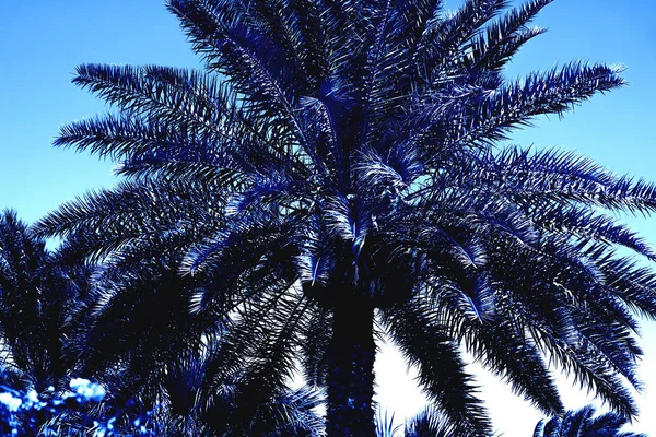 Classico Blu. Colore dell'anno 2020. Palma solitaria sullo sfondo delle montagne . — Foto Stock