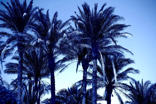 Classico Blu. Colore dell'anno 2020. Palma solitaria sullo sfondo delle montagne . — Foto Stock