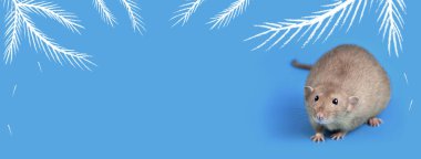 mavi arka plan üzerinde yerli bir sıçan portresi