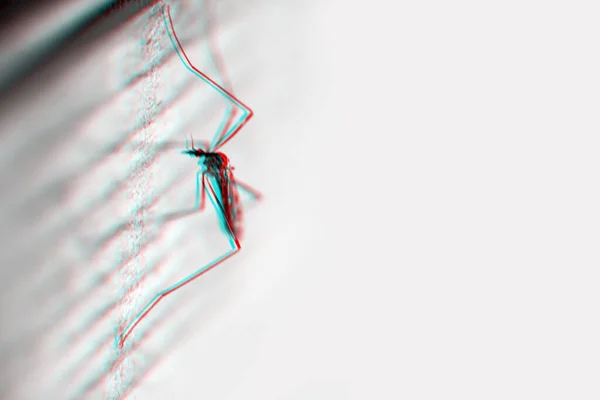 Mosquito grande con sombra se sienta en la pared con efecto 3d — Foto de Stock