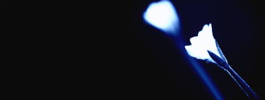 Klasik Mavi işte. 2020 Yılı Rengi. Narin bahar karları