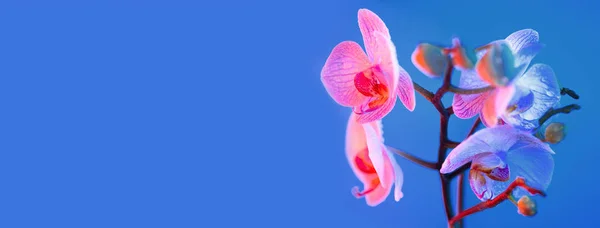 Ніжний рожевий орхідей з краплями роси крупним планом на світло-блакитному фоні — стокове фото
