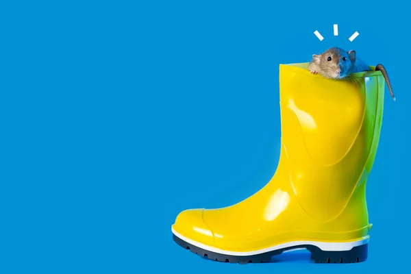 Dekorative rotte i lyse gule gummistøvle på blå baggrund . - Stock-foto
